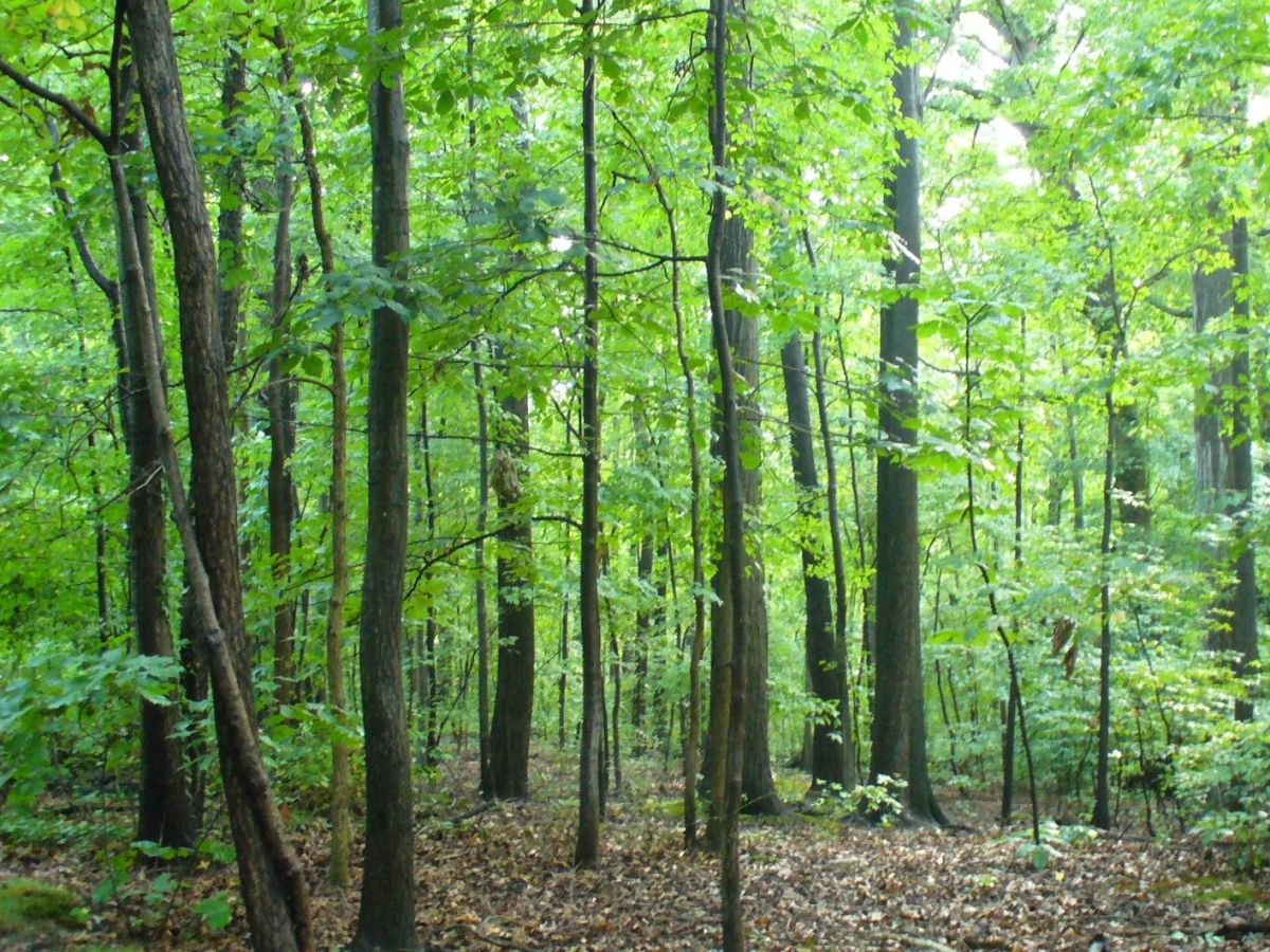 A Call of the Wild Ends Too&nbsp;Soon