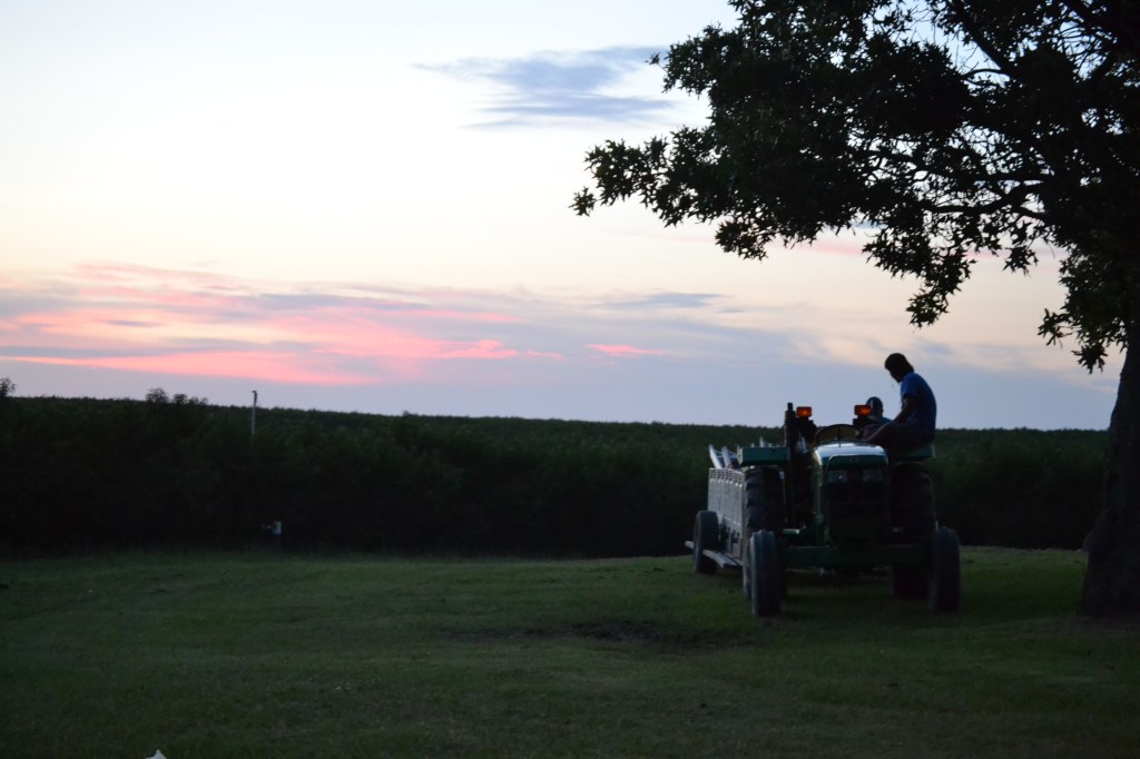 A farmworker relaxing on his tractor at sunset